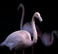 Flamingo - Bild: Flickr-User Tee Time Tony