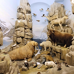 Arktis Diorama / Bild: Hessisches Landesmuseum Darmstadt