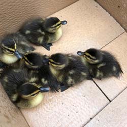 Entenküken im Karton