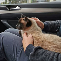 Katze / Bild: Polizeipräsidium Südhessen
