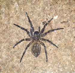 Lutetiana neli (HLMD Me 20335) aus der Grube Messel bei Darmstadt. Wolfgang Fuhrmannek, HLMD